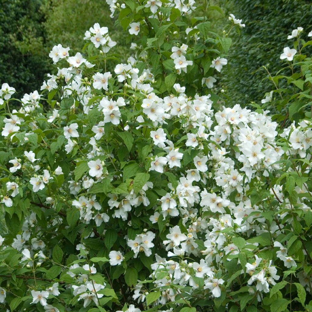 Philadelphus  Beauclerk