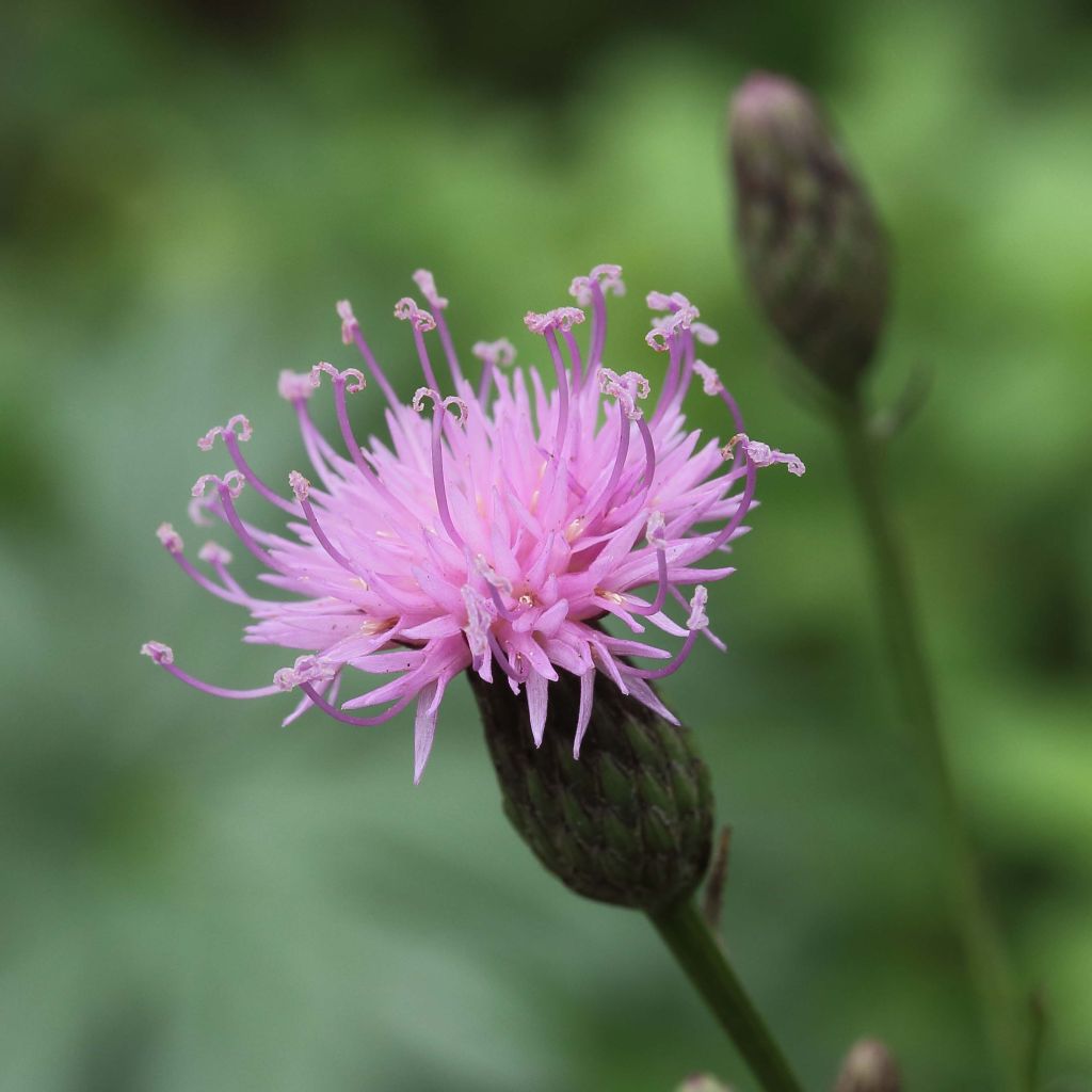Serratula tinctoria var. seoanei