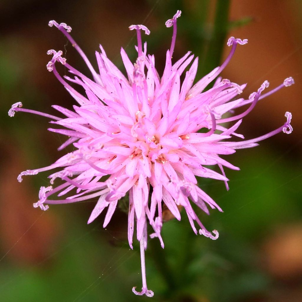 Serratula tinctoria var. seoanei
