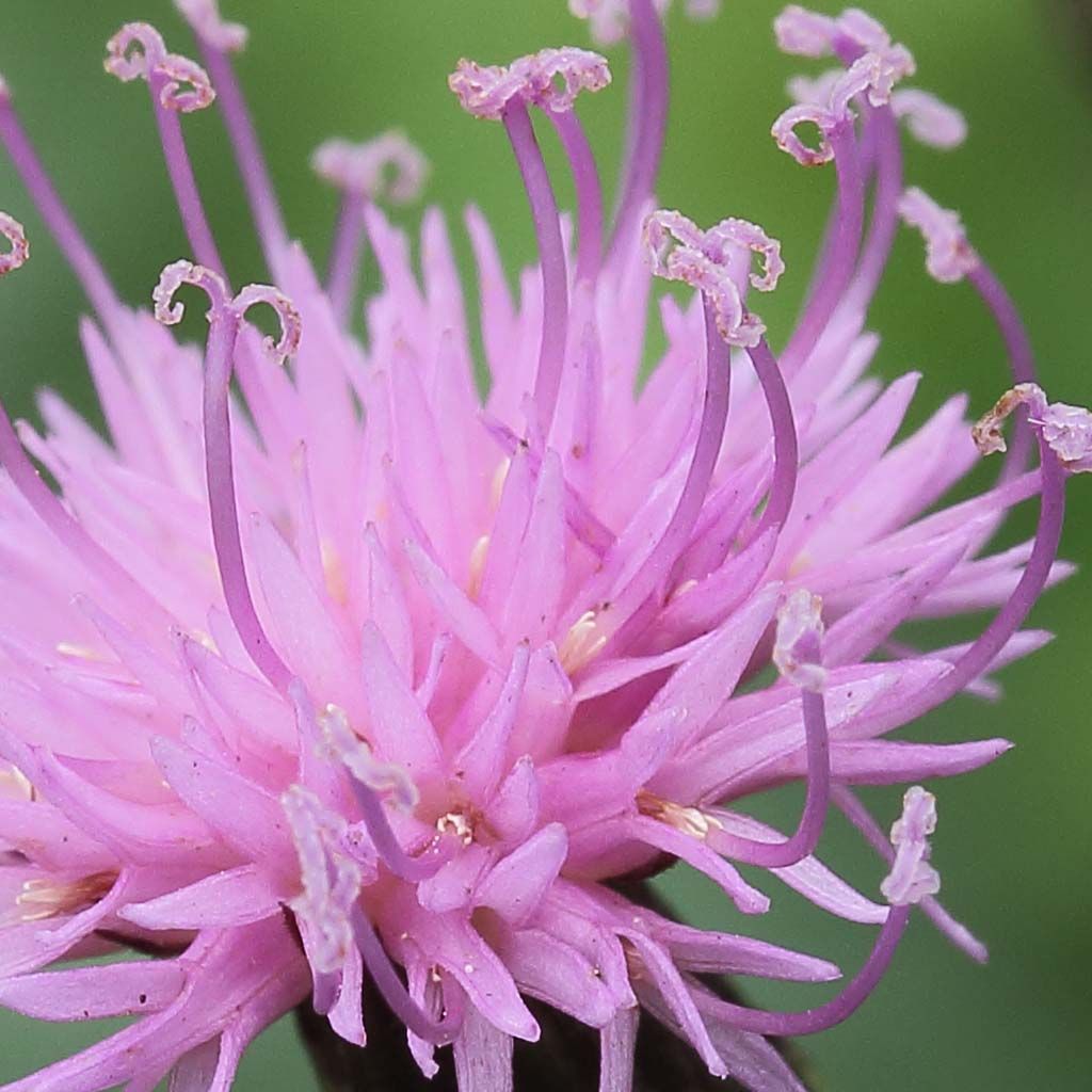 Serratula tinctoria var. seoanei