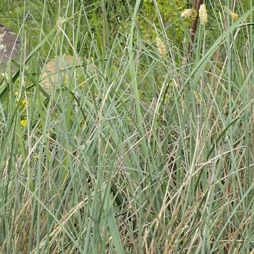 Sesleria argentea
