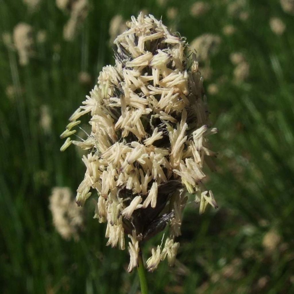 Sesleria heufleriana