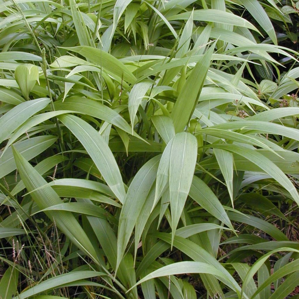 Setaria palmifolia