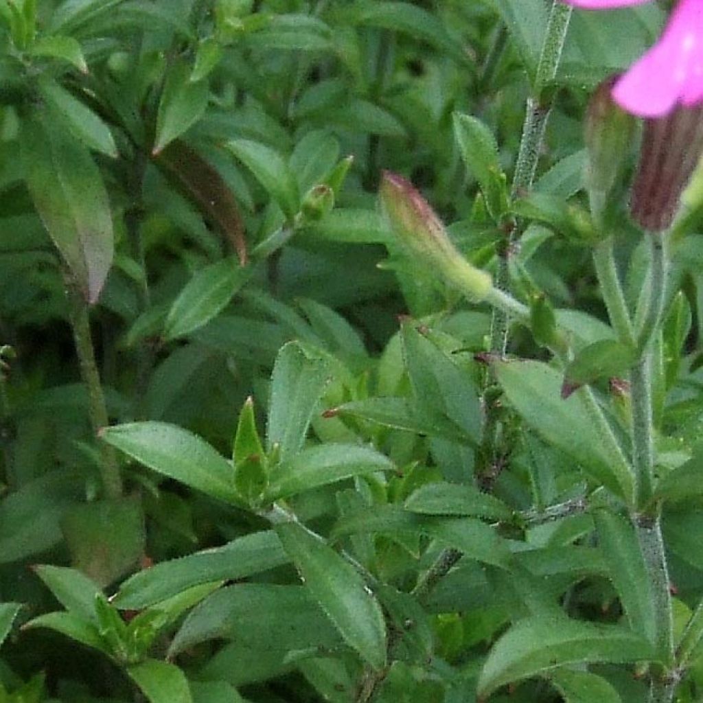 Silene schafta