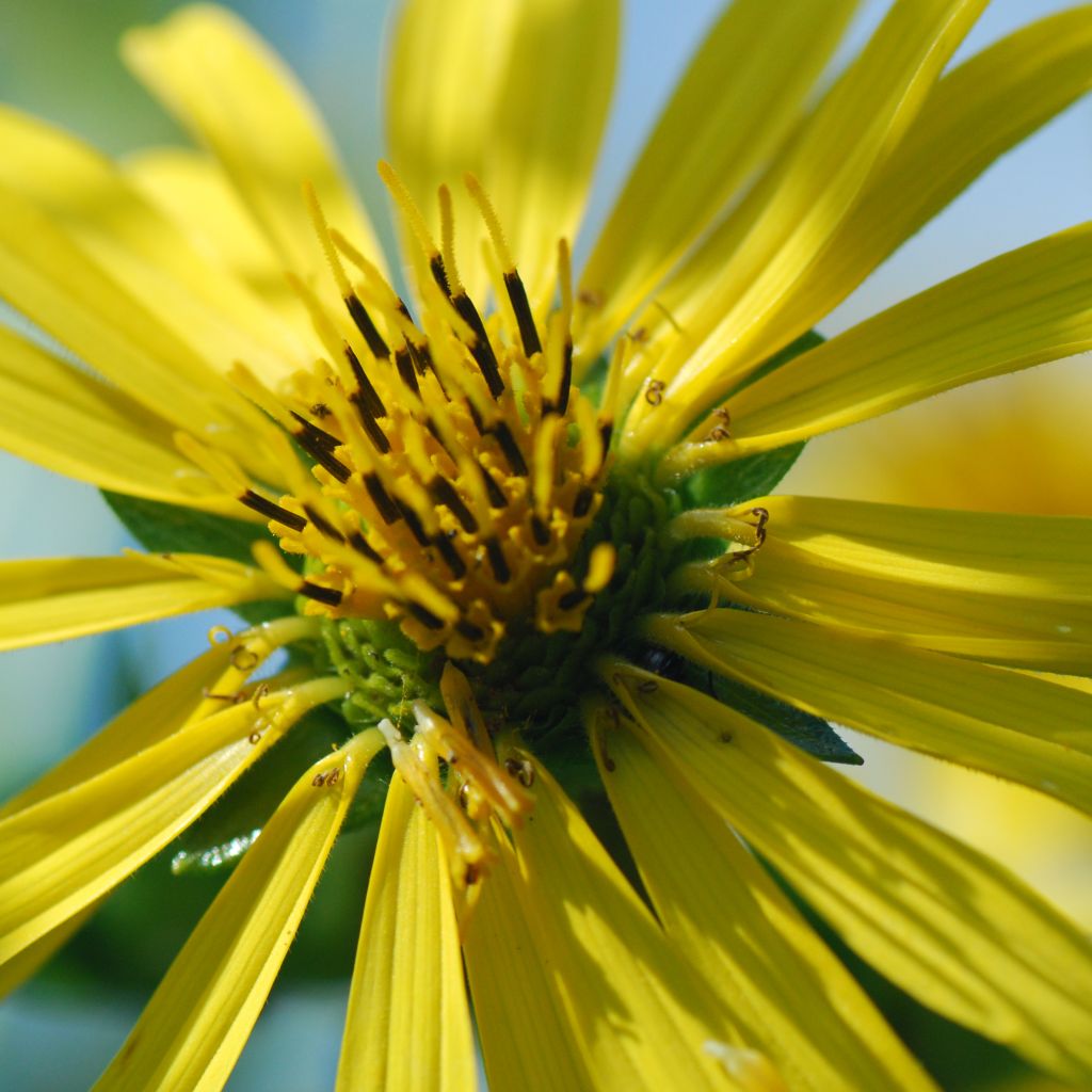 Silphium laciniatum