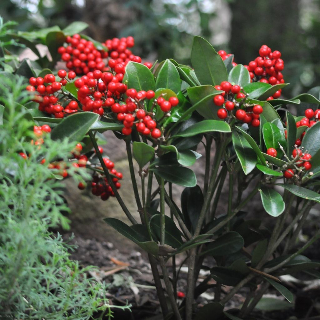 Skimmia japonica Temptation - Japanese Skimmia