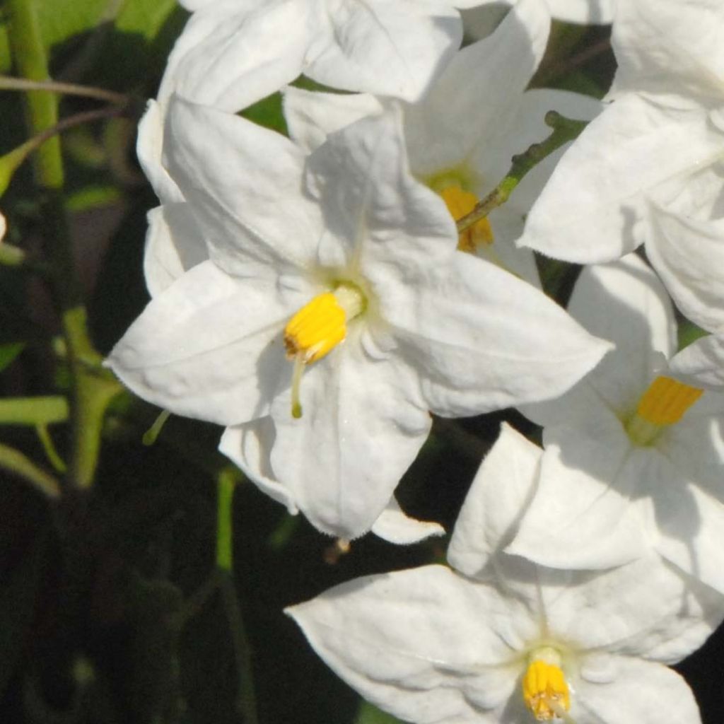Solanum jasminoides Album