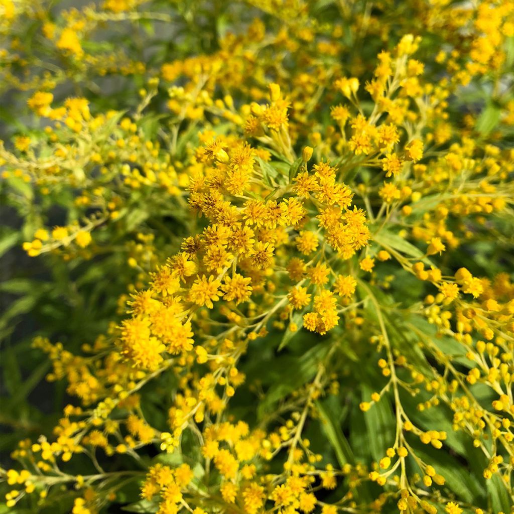 Solidago Goldenmosa