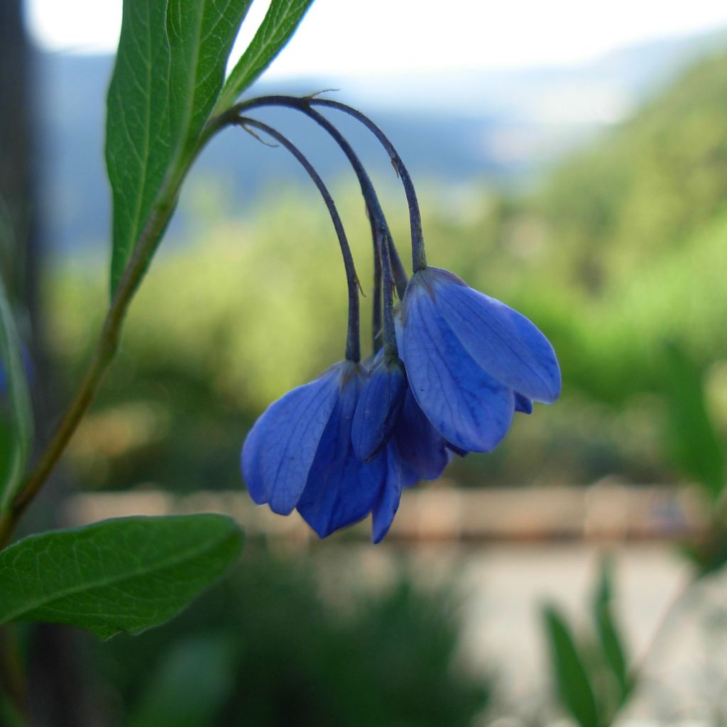 Sollya heterophylla - Billardiera heterophylla