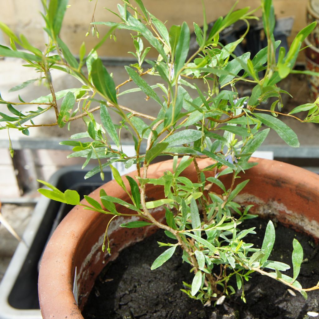 Sollya heterophylla Alba