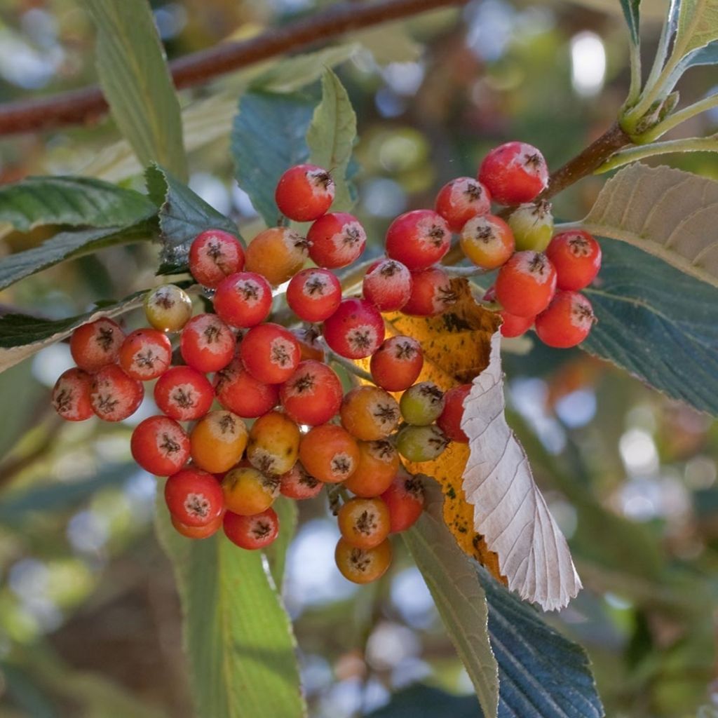 Sorbus aria
