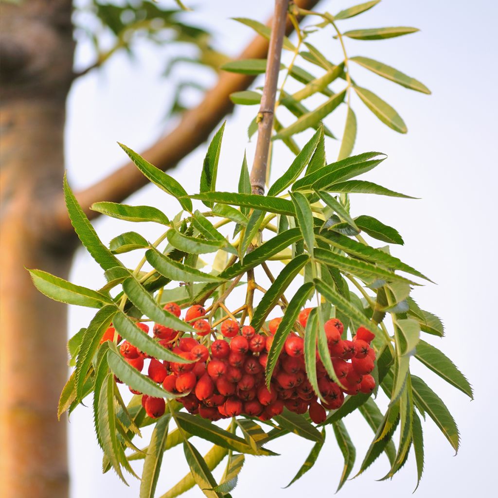 Sorbus wilfordii - Japanese rowan