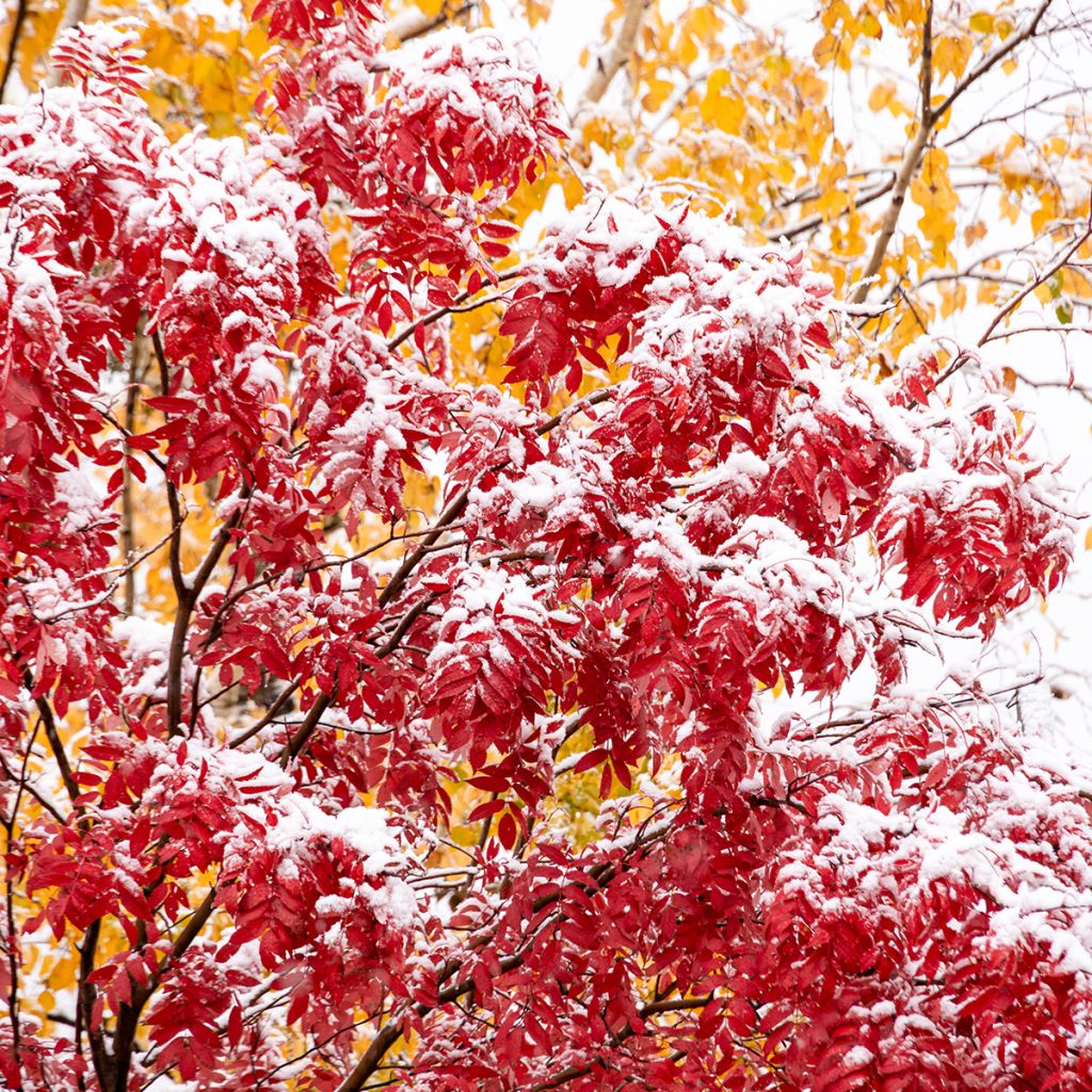 Sorbus wilfordii - Japanese rowan