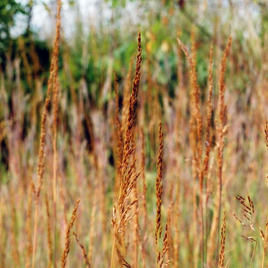 Sorghastrum nutans