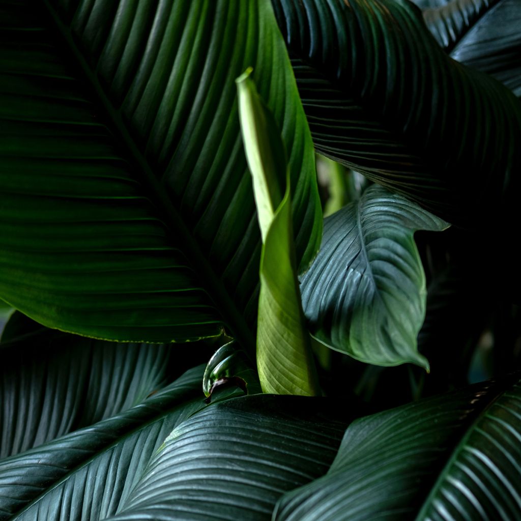 Spathiphyllum Sensation - Peace lily