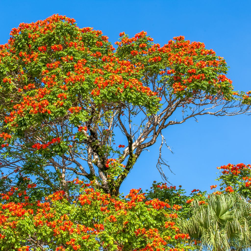 Spathodea campanulata - African tulip tree
