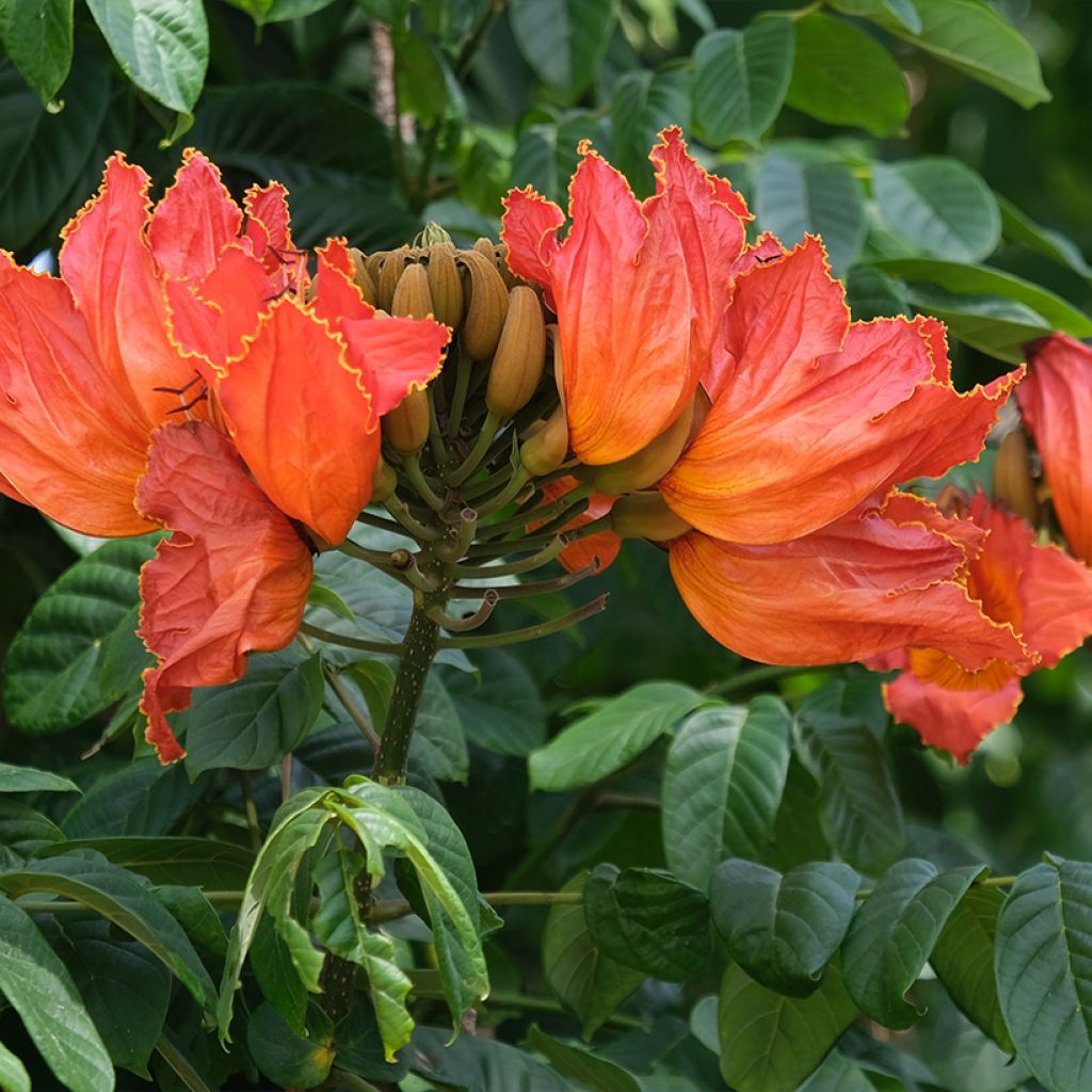Spathodea campanulata - African tulip tree
