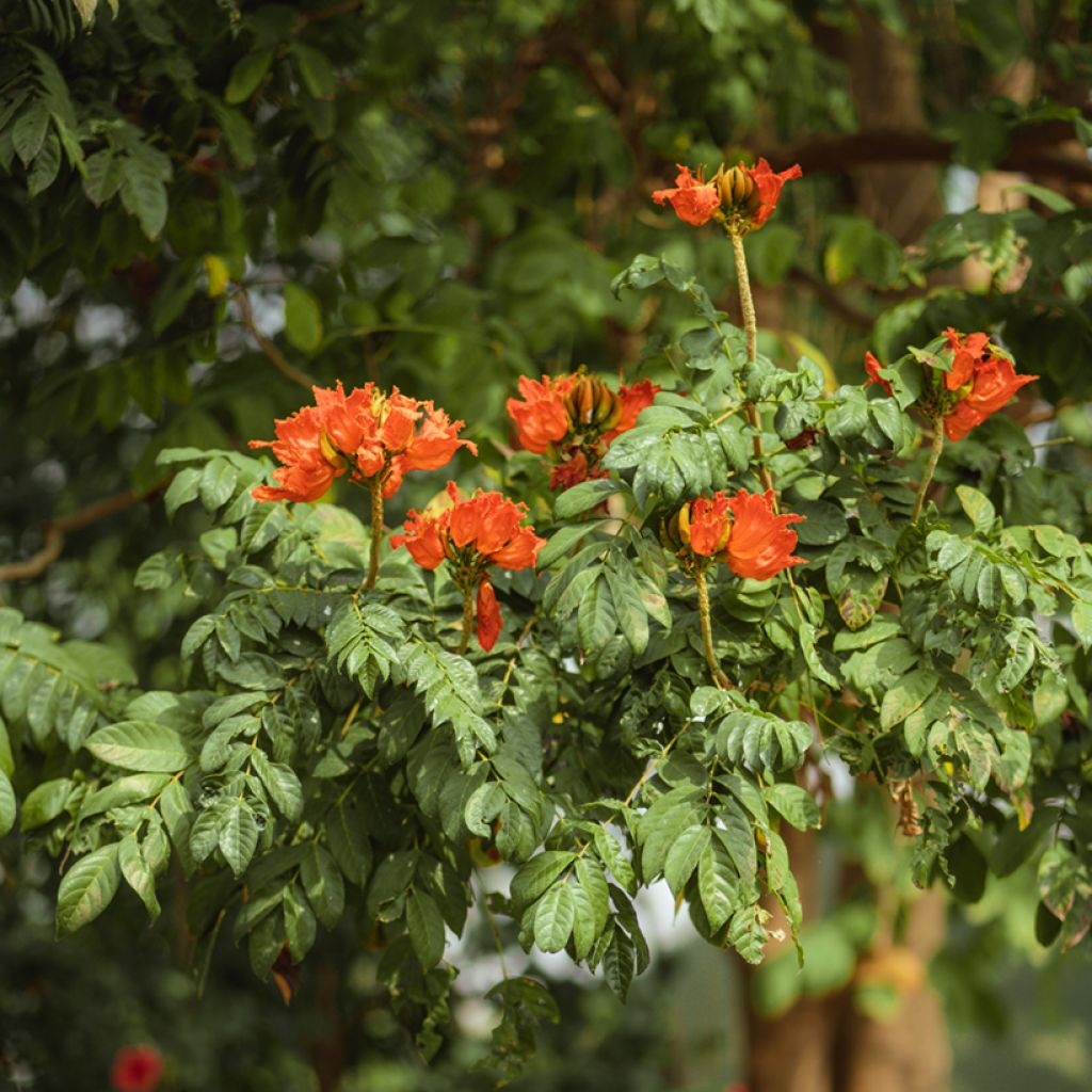 Spathodea campanulata - African tulip tree