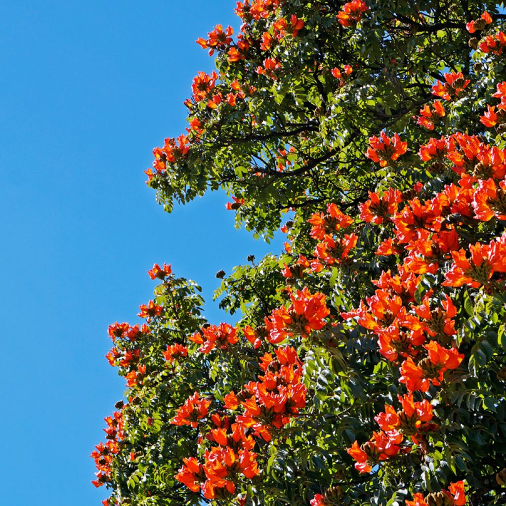 Spathodea campanulata - African tulip tree