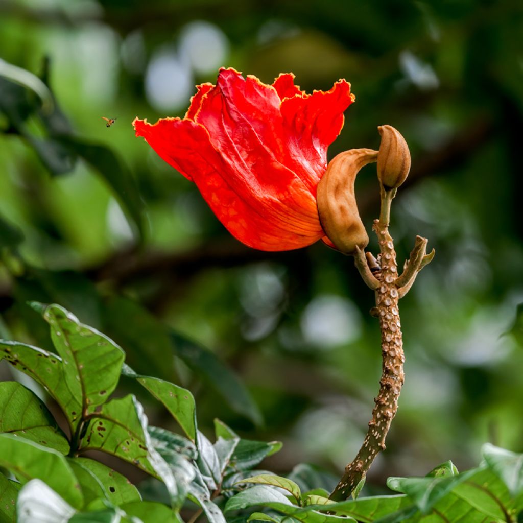Spathodea campanulata - African tulip tree