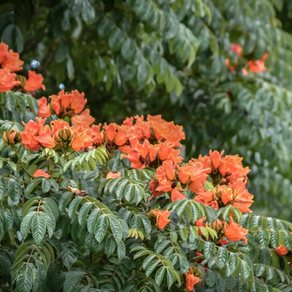 Spathodea campanulata - African tulip tree