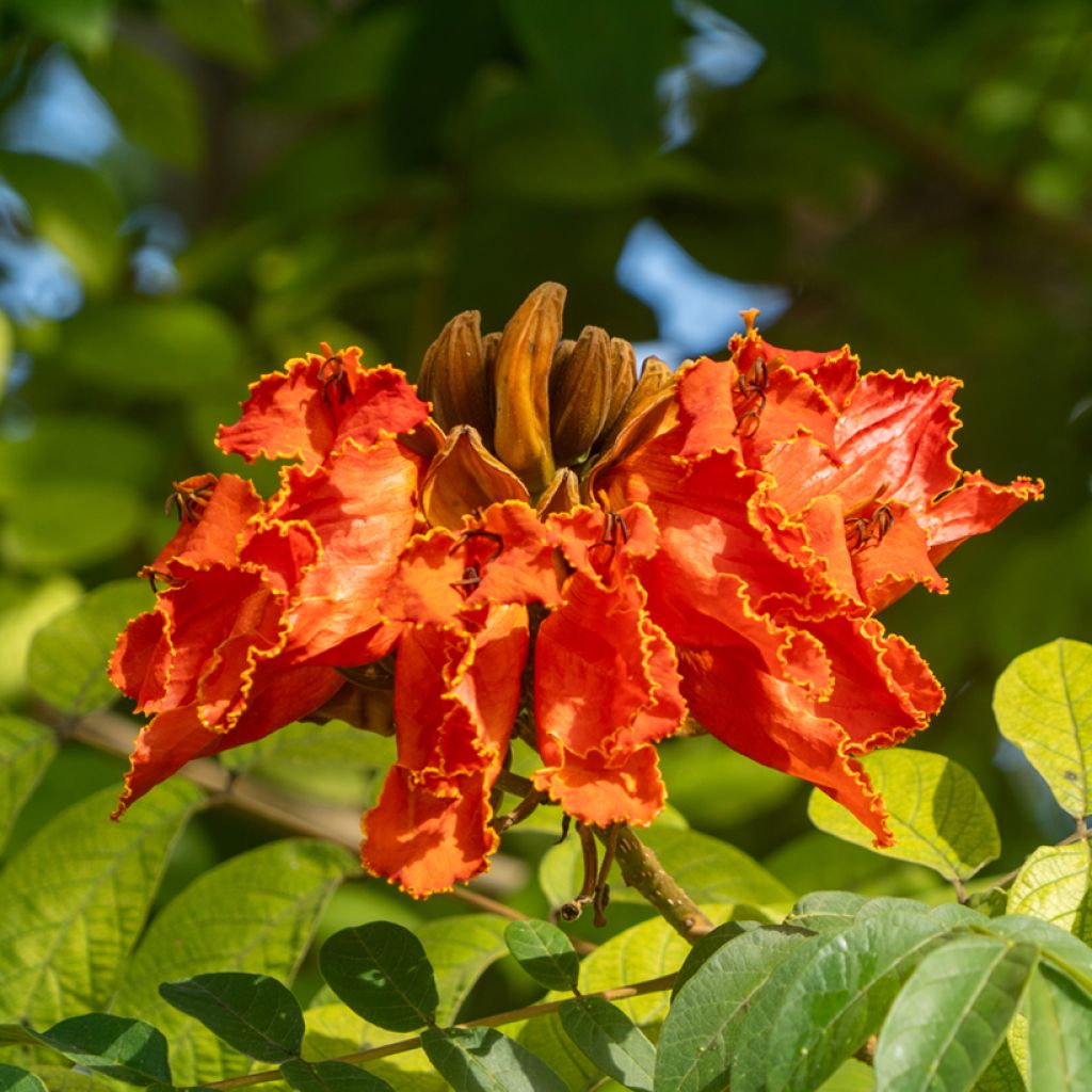 Spathodea campanulata - African tulip tree