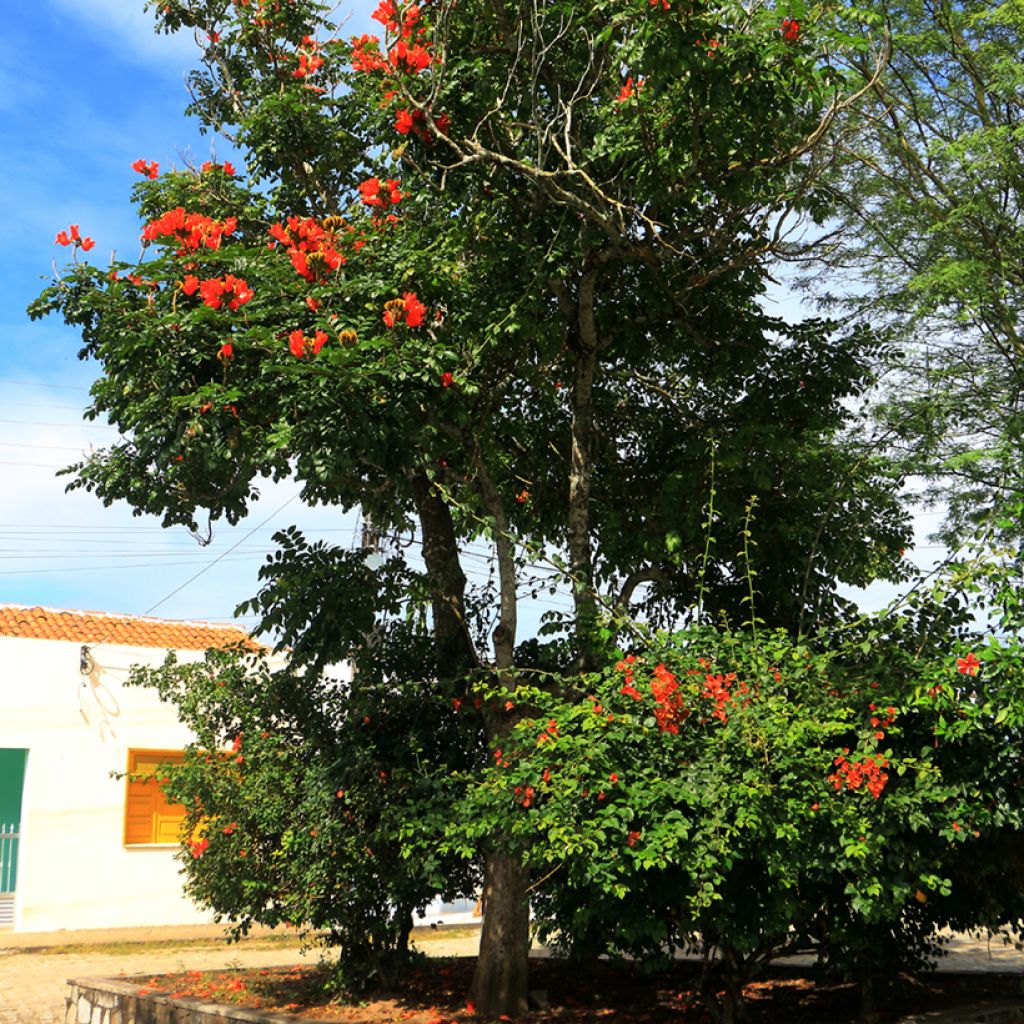 Spathodea campanulata - African tulip tree