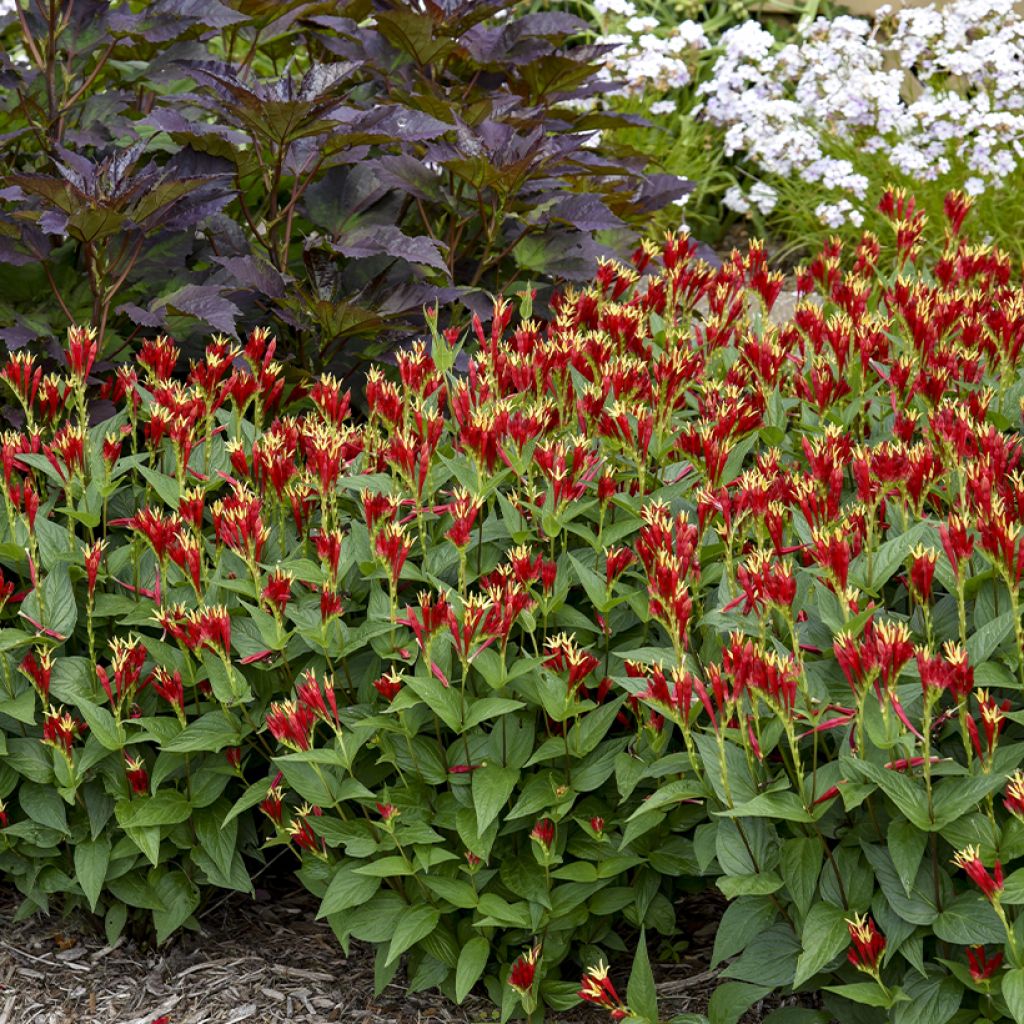 Spigelia marilandica Little Red Head - Indian pink