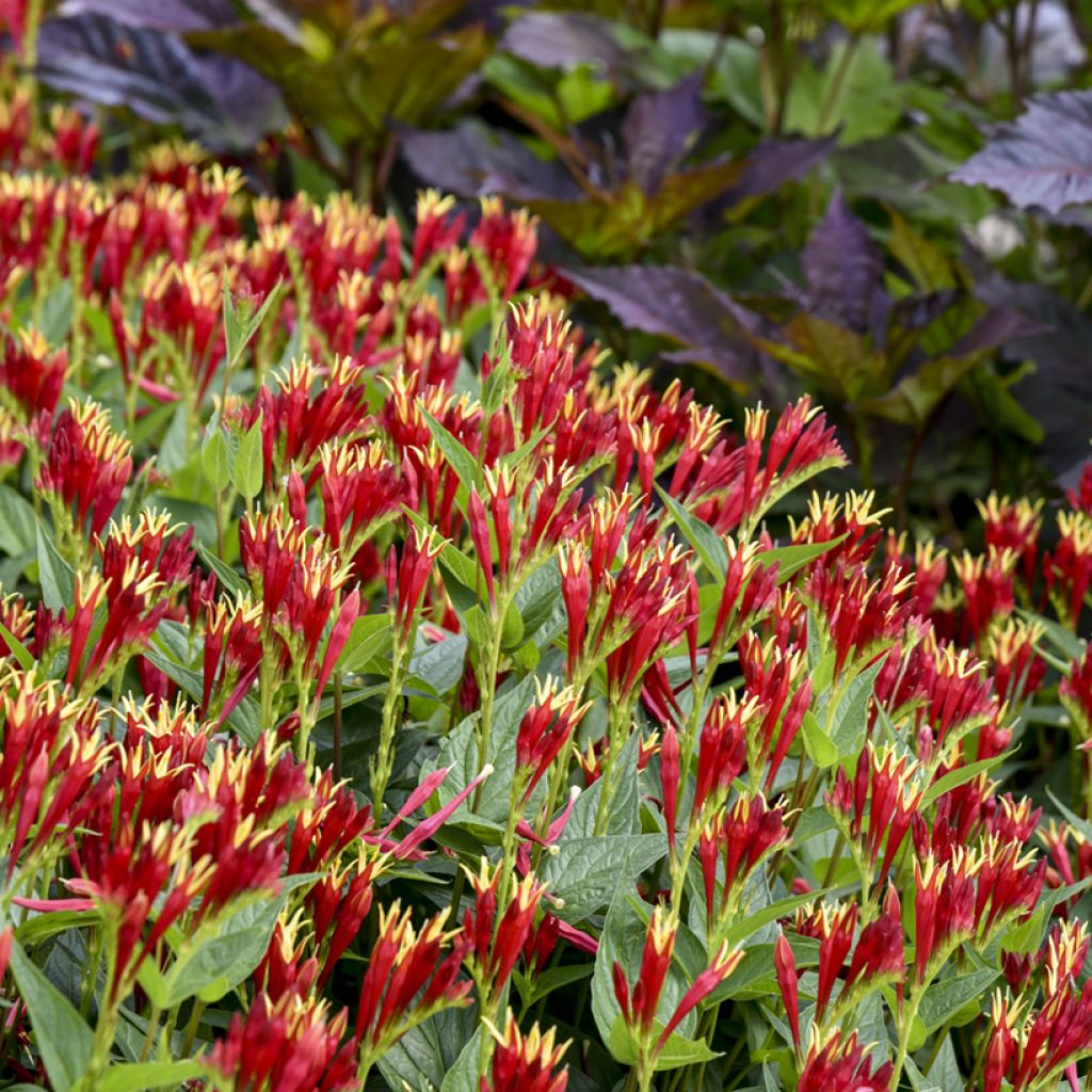 Spigelia marilandica Little Red Head - Indian pink