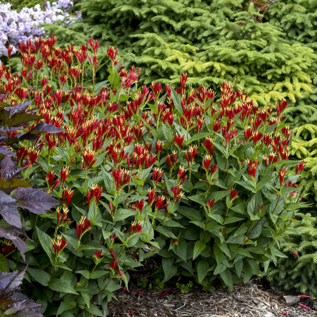 Spigelia marilandica Little Red Head - Indian pink