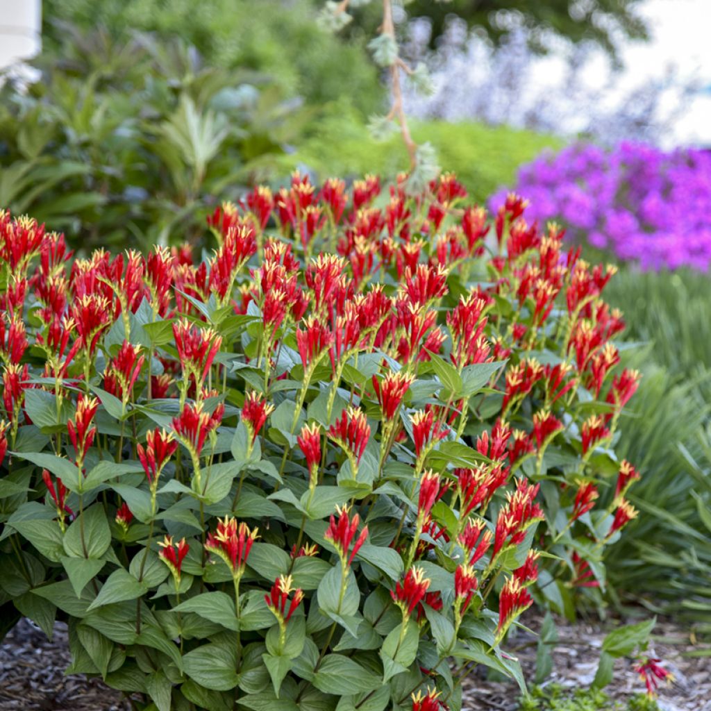Spigelia marilandica Little Red Head - Indian pink
