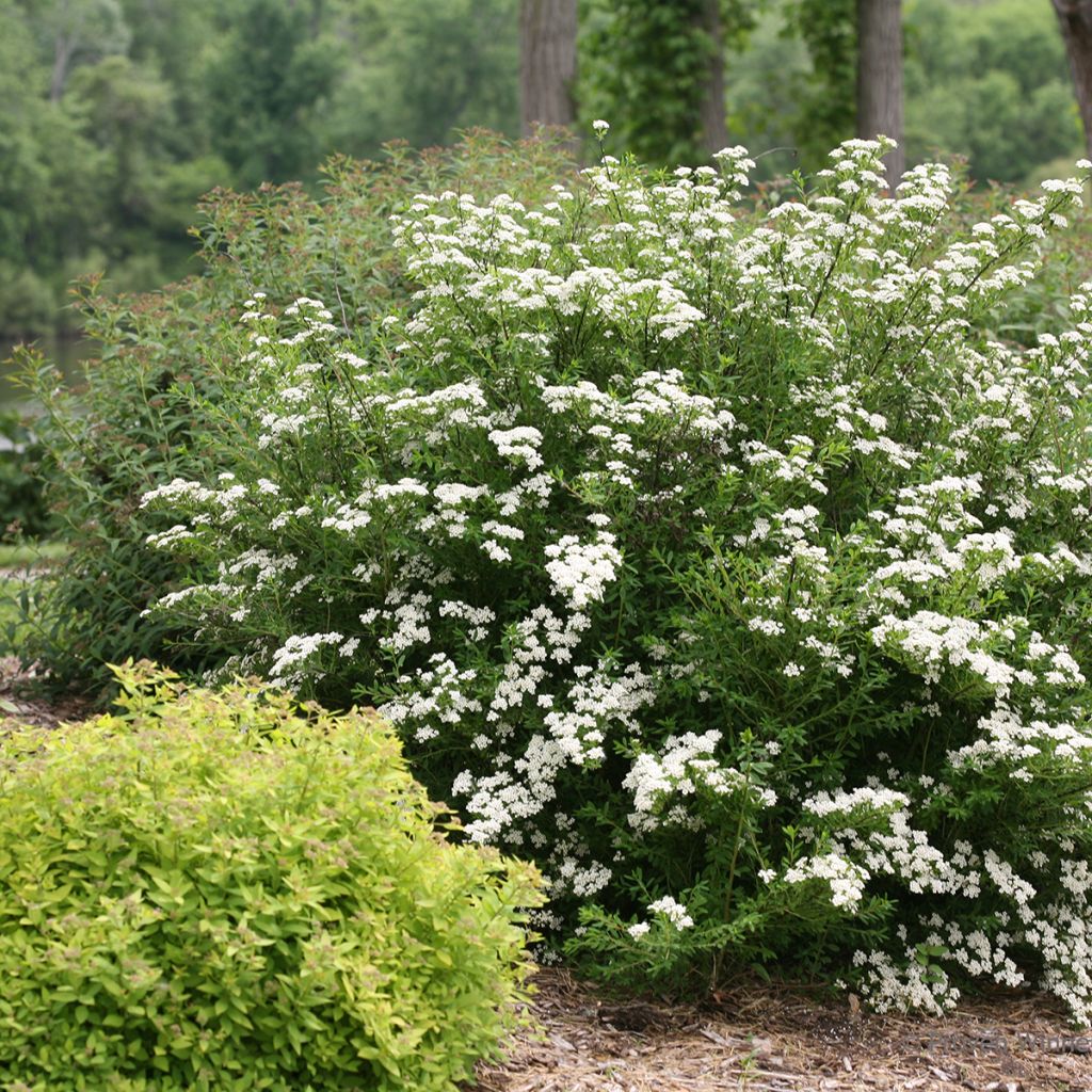 Spiraea nipponica ‘SMNSNFD’ Wedding Cake® - Spirée du Japon Wedding Cake, Spirée japonaise Wedding Cake
