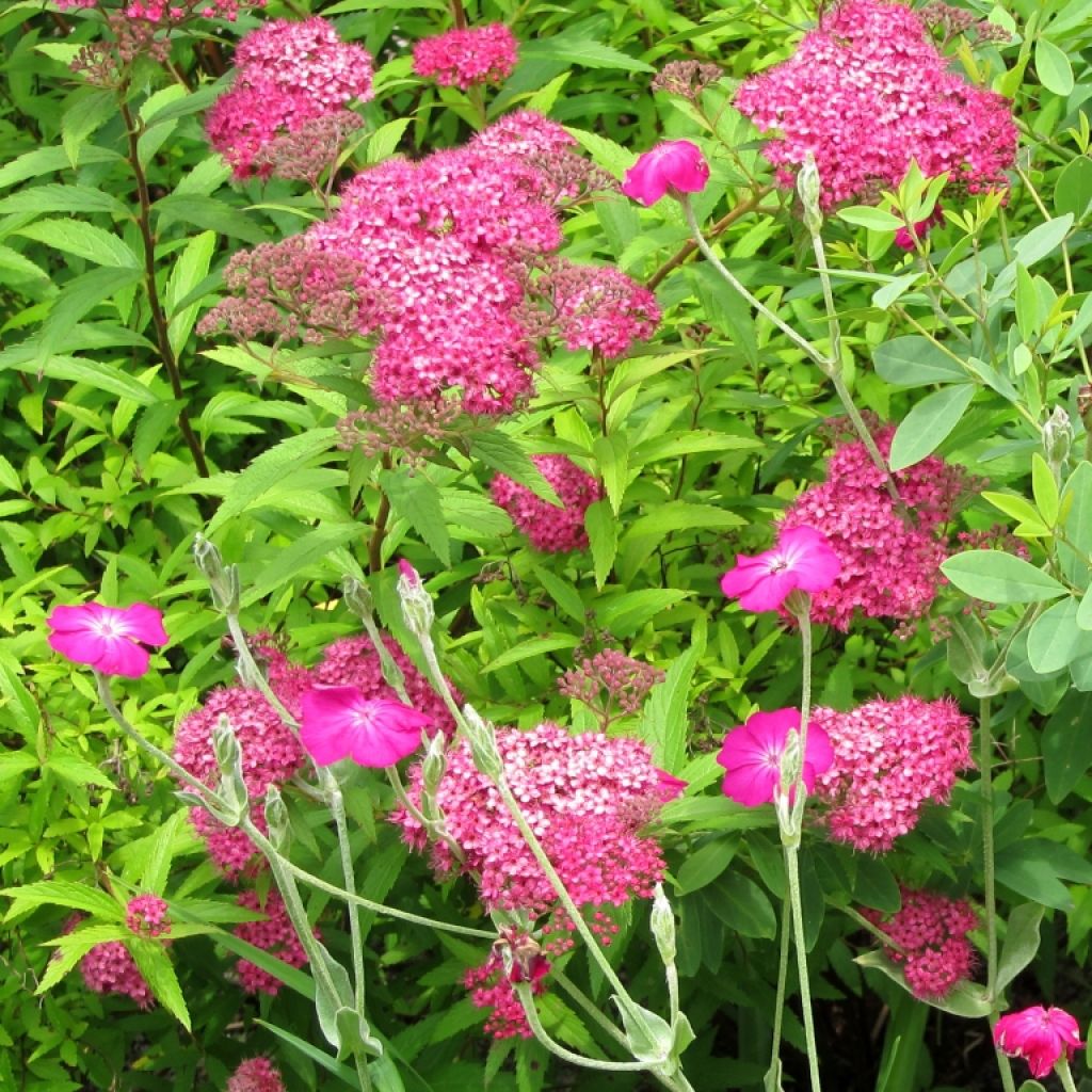 Spiraea japonica Neon Flash