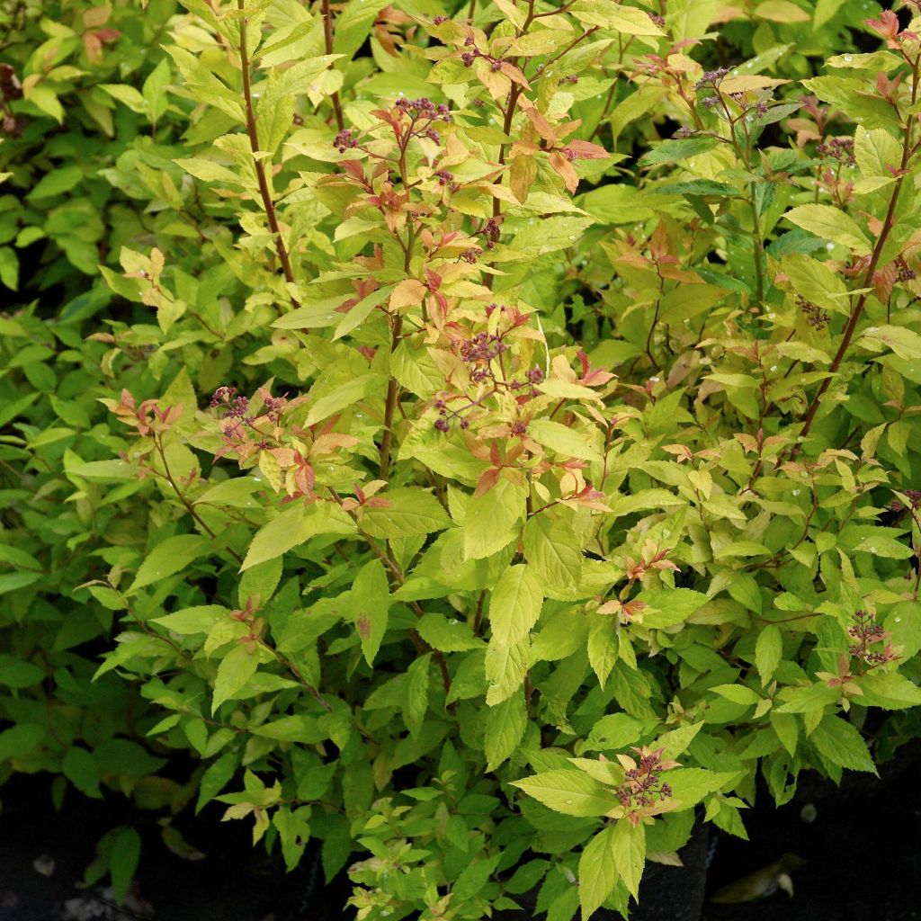 Spiraea japonica Goldflame