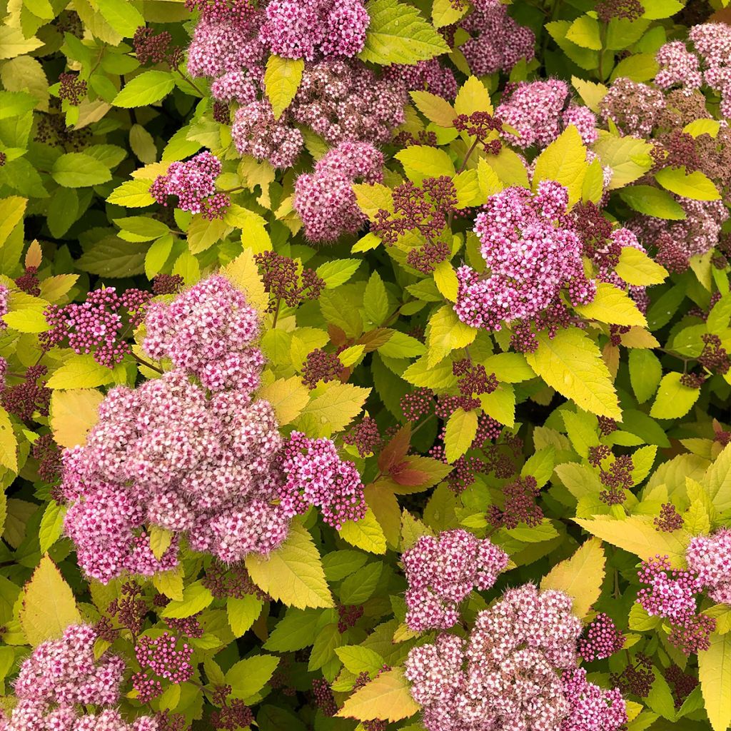 Spiraea japonica Double Play Big Bang Tracy