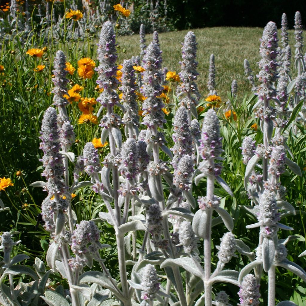 Stachys byzantina