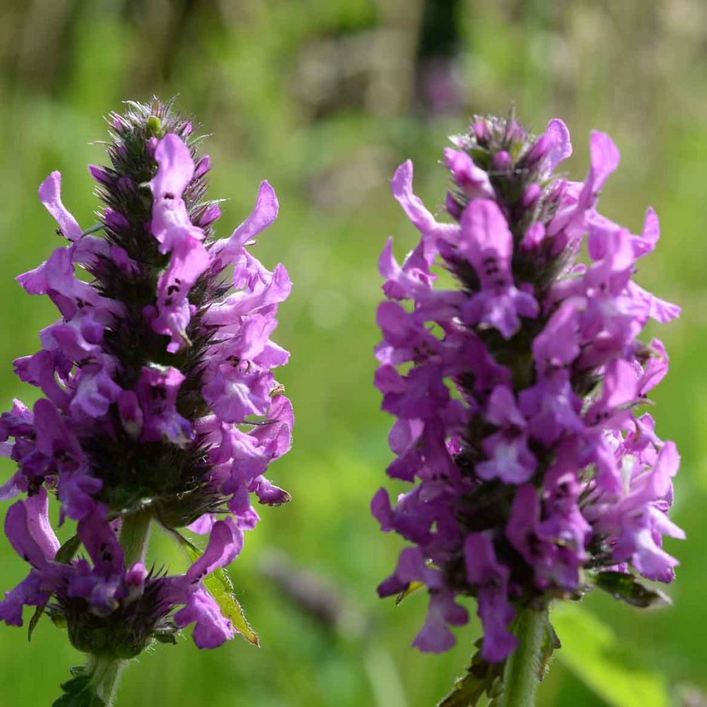 Stachys officinalis