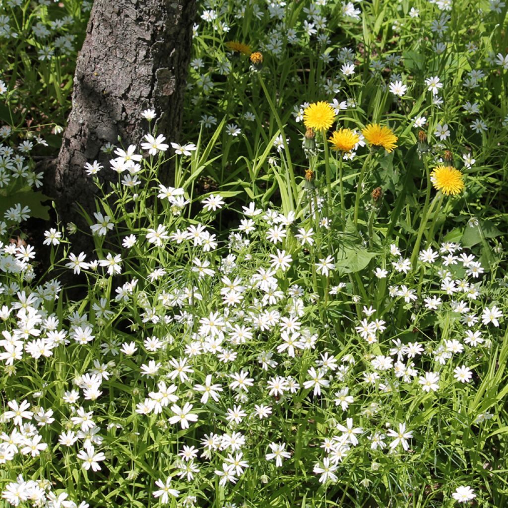 Stellaria holostea