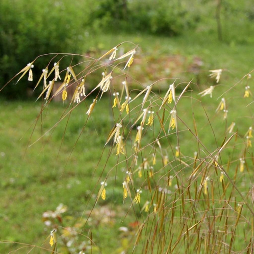 Stipa gigantea 