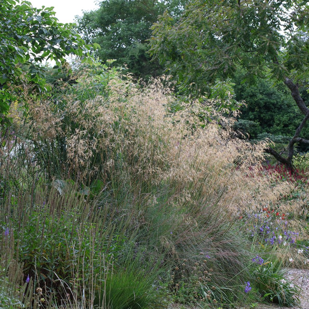 Stipa gigantea 