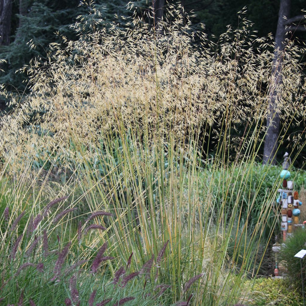 Stipa gigantea 