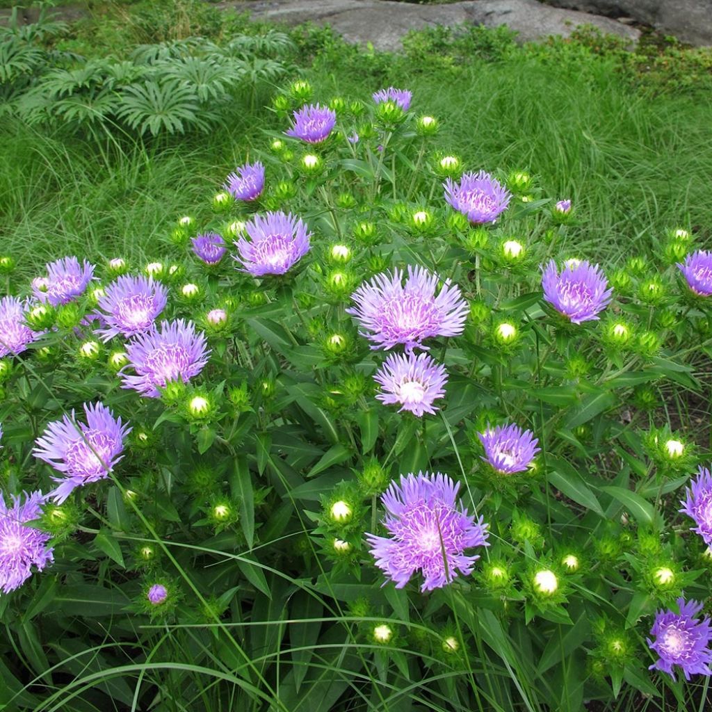 Stokesia laevis Elf