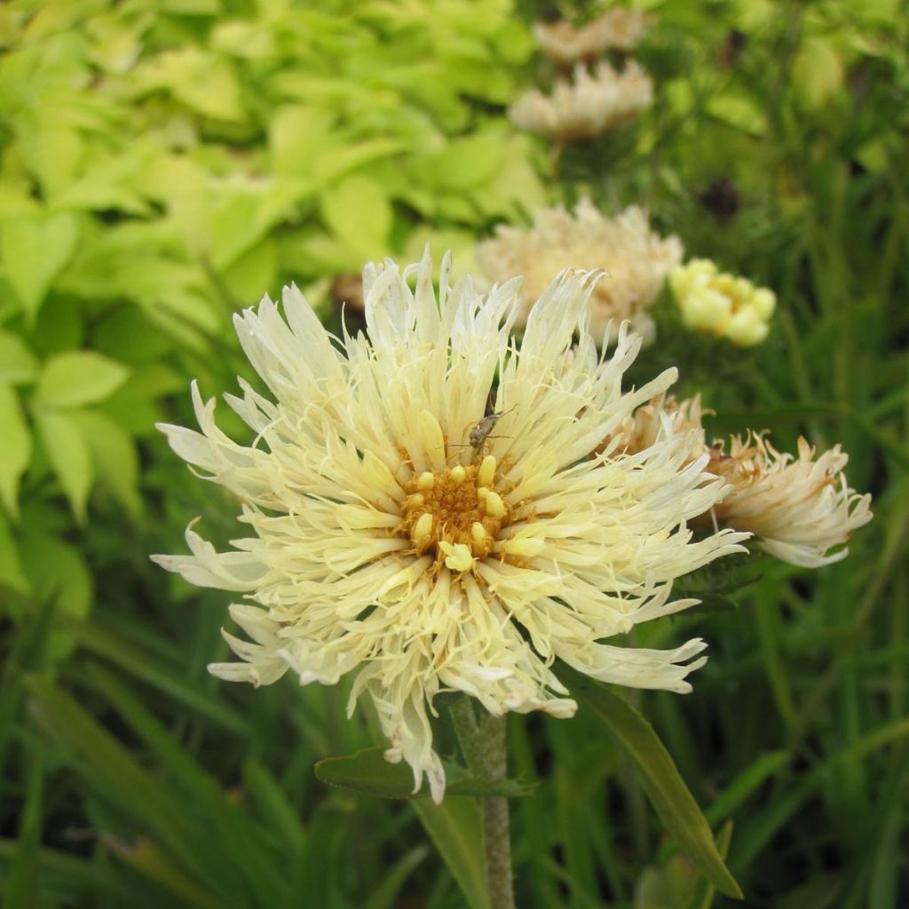 Stokesia laevis Mary Gregory