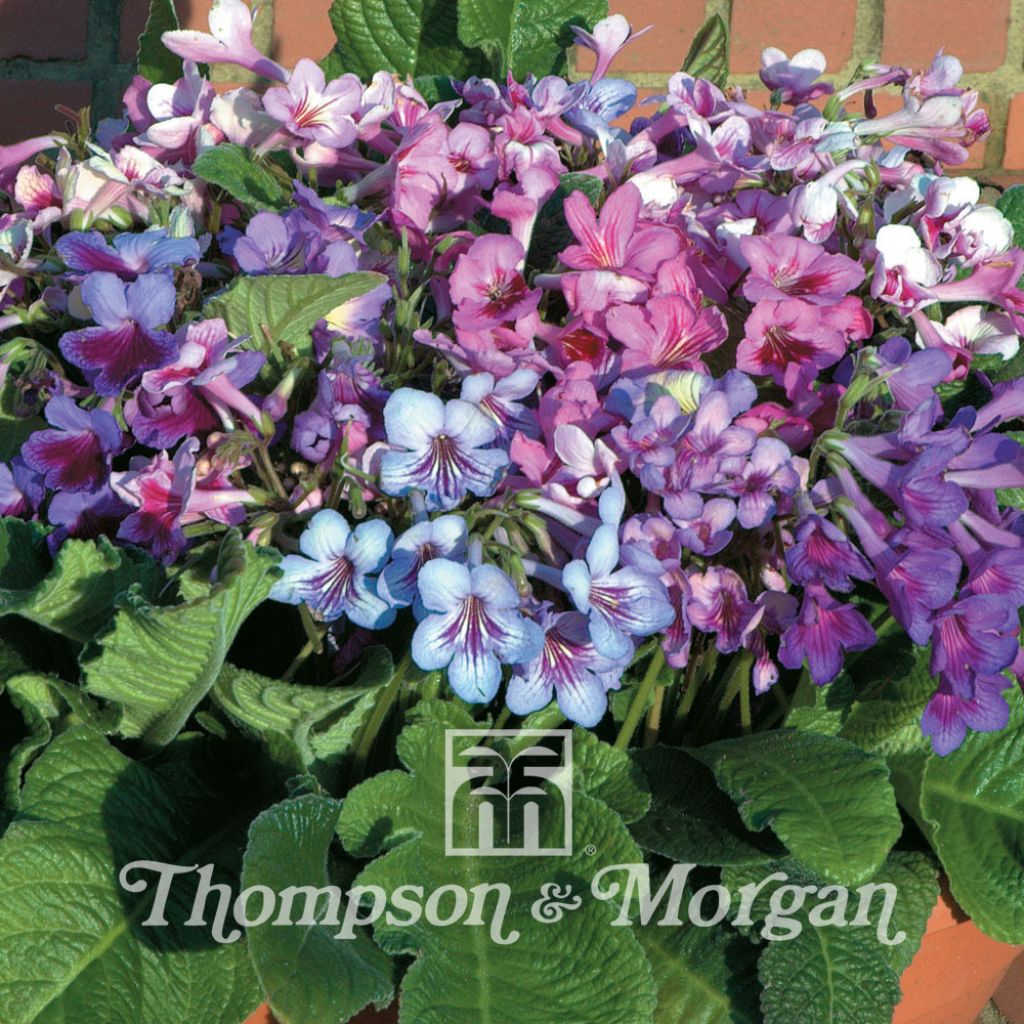 Streptocarpus Dibleys Dragon Mixed