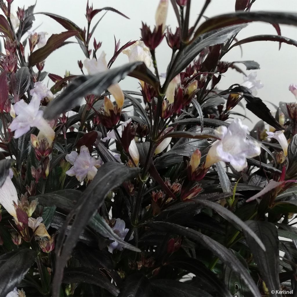Strobilanthes anisophylla BRUNETTHY