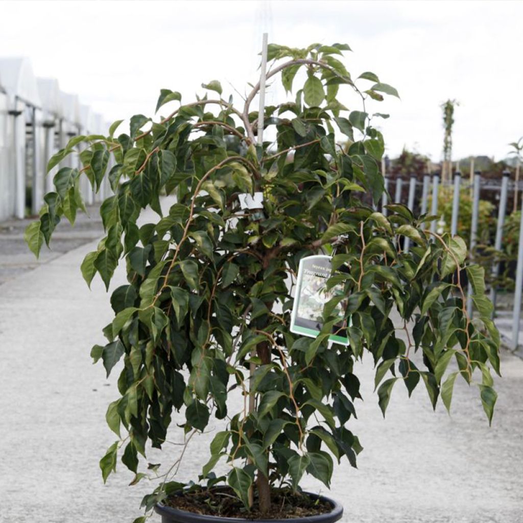 Styrax japonica Fragrant Fountain®
