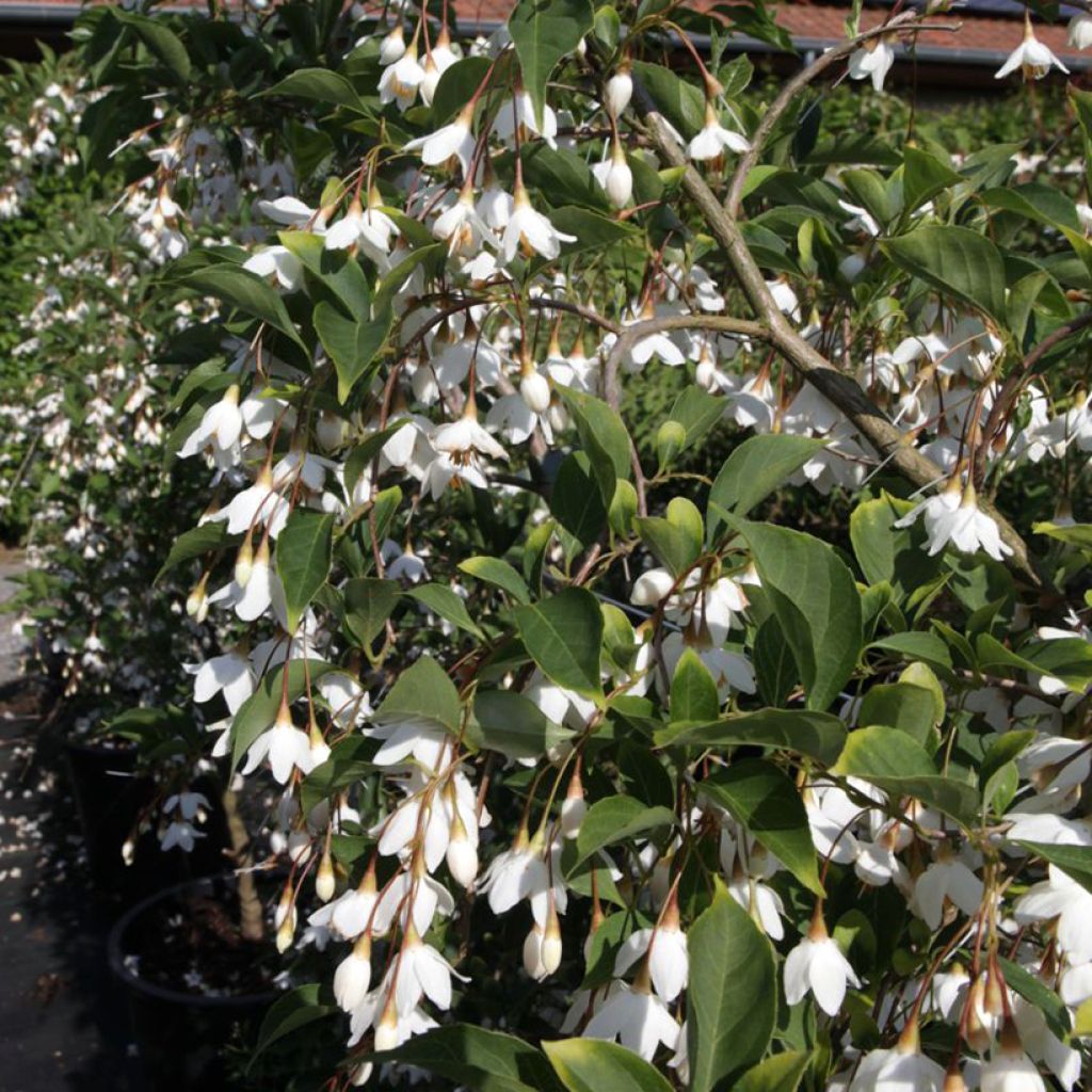 Styrax japonica Fragrant Fountain®