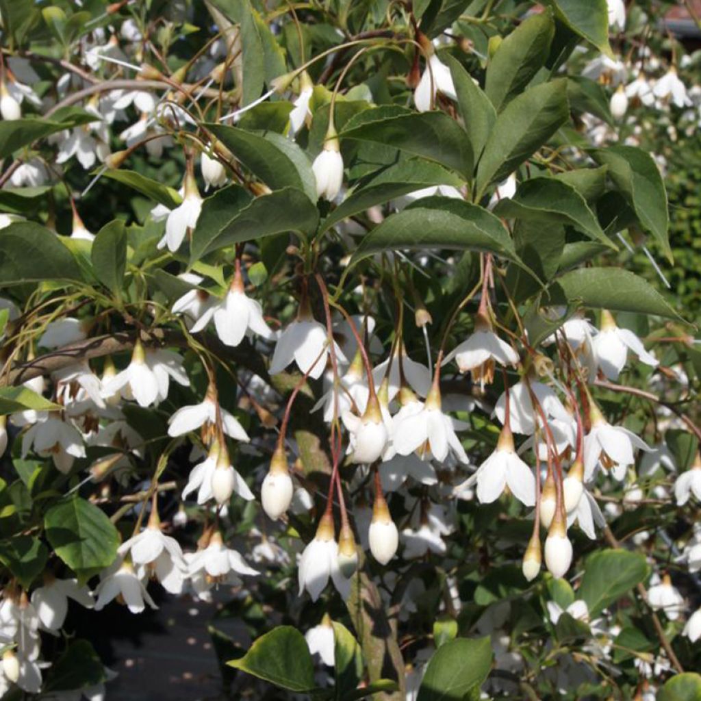 Styrax japonica Fragrant Fountain®