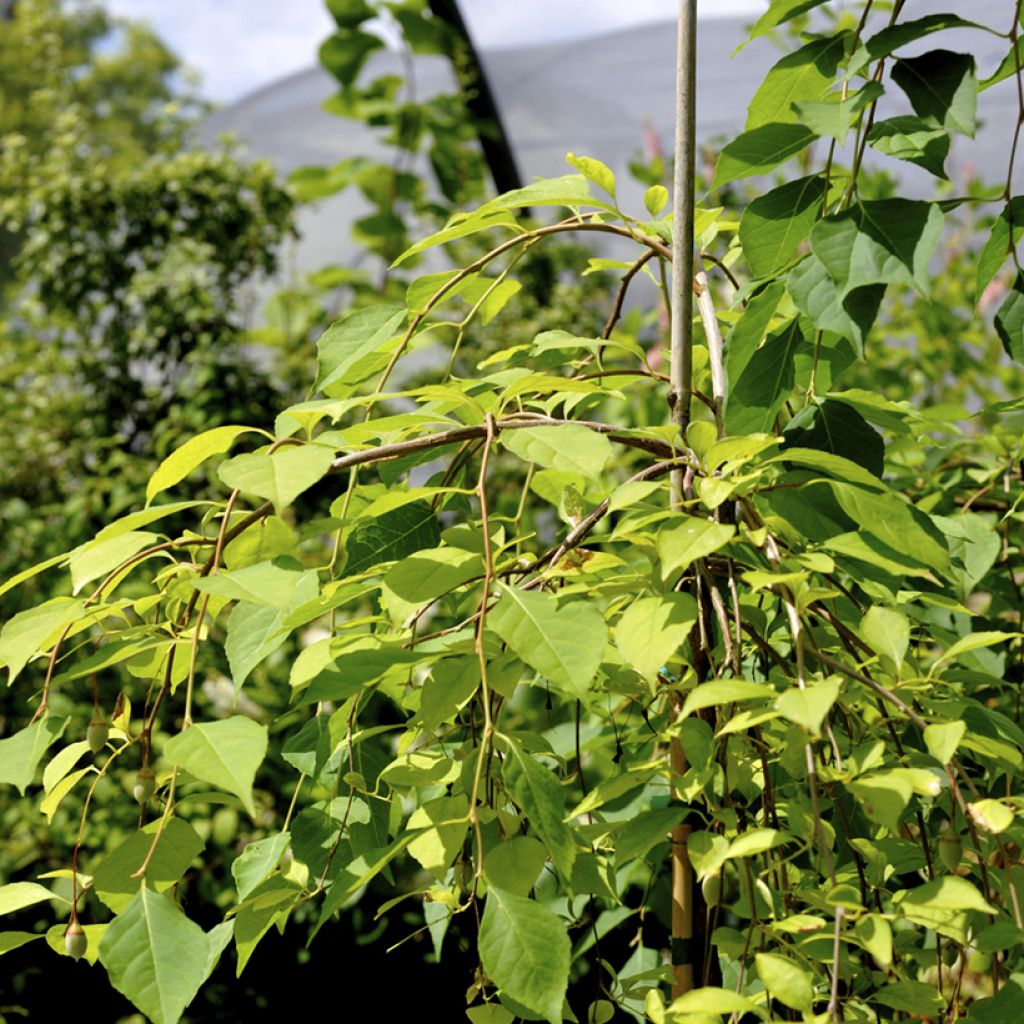 Styrax japonica Fragrant Fountain®