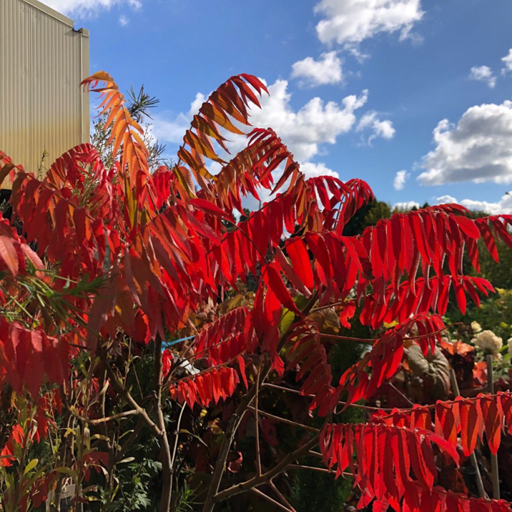 Rhus typhina - Stag's Horn Sumach